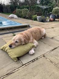 47 Adorable Golden Retriever Mix Breeds