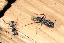 Opening hours for carpenters in lincoln, ne. Pests Wildlife Nature S Carpenters Wood Destroying Ants Announce University Of Nebraska Lincoln