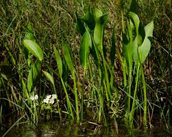 Image result for Agelanthus deltae