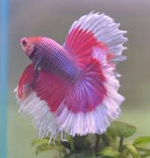 Here A Long List Types Of Bettafish In The World Bettafish Typesofbettafish Beautiful Fish Pet Fish Betta Fish
