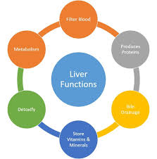 Image result for Liver Function Test