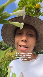 Image result for Tetradenia bainesii