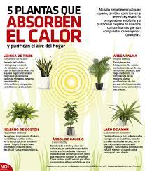 No Uses Aire Acondicionado En La Infografiantx Conoce 5 Plantas Que Absorben El Calor Y Mantendran Fresco Jardineria Y Plantas Cultivo De Plantas Plantas
