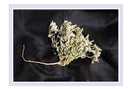 Image result for Polycarpaea corymbosa