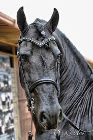 12 Black Horse Tack Ideas Black Horse Horse Tack Horses