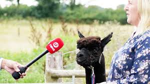 Eronimo the alpaca has been killed by vets after being . Zll7irvckc0t4m