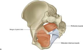 The obturator internus muscle origins from the obturator membrane which covers the obturator foramen on either sides. Pelvis And Perineum Clinical Gate