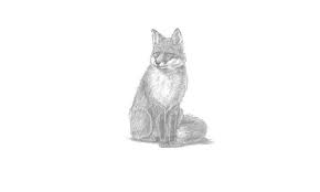Work on making all the transitions smooth as you progress through the stages of your drawing. How To Draw A Sitting Fox My How To Draw