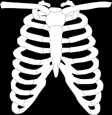 The rib cage has three important functions: Rib Cage Ribs Free Vector Graphic On Pixabay
