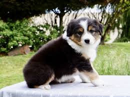 Australian shepherd breeders oregon | looking for oregon australian shepherd breeders? Australian Shepherd Puppies For Sale Sisters Or 276538