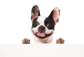 Everything to know about french bulldog shedding. Do French Bulldogs Shed And How Manageable It Is