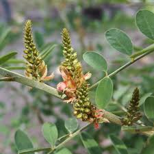 Image result for Indigofera secundiflora