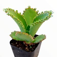 Image result for Kalanchoe daigremontiana