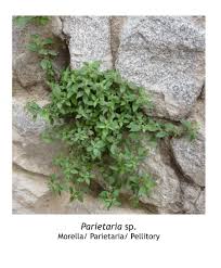 Image result for Parietaria