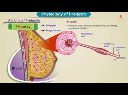 Image result for Prolactin