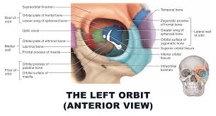 The Left Orbit Anterior View Anatomy Images Illustrations Anatomy Images Character Design Anatomy Images Ins Anatomy Coloring Book Anatomy Orbit Anatomy