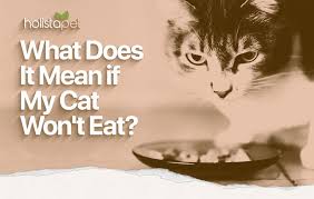 Reasons why cats stop eating. Why Is My Cat Not Eating 8 Concerning Reasons Revealed