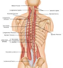 Cheek bone (zygoma) upper jaw (maxilla). Anatomy Of Back Spine And Common Conditions Orthosports