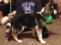 Akc german shepherd puppies for sale in oklahoma. German Shepherd Puppy For Sale Oklahoma Page 2