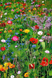 The Can Of Wildflower Seeds Beautifying Our World Wildflower Garden Planting Flowers Flower Garden