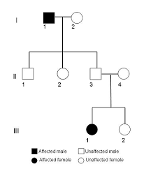 Pedigree Analysis A Family Tree Of Traits Science Project