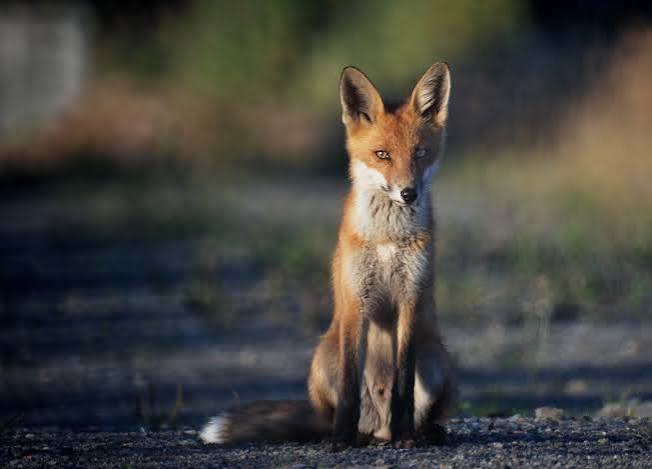 No wonder fox hunting is still prevalent – the ban is designed to fail British wildlife