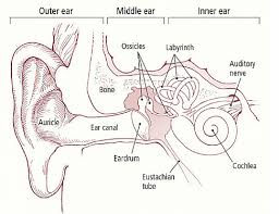 Image result for Inner Ear Decompression Sickness