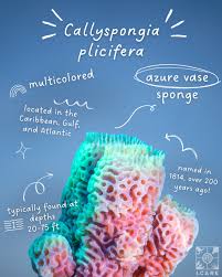 Image result for Halopegia azurea