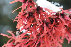 Image result for Hamamelidaceae