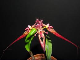 Image result for Bulbophyllum kivuense