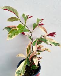 Image result for Excoecaria