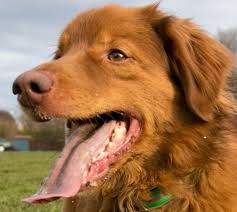 Skin cancer and melanoma affect more than just us. The Doctor Game Dogs Can Sniff Out Skin Cancer Times Colonist