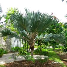 Image result for Latania loddigesii