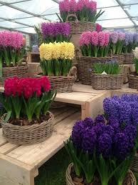 как ухаживать за гиацинтом в горшке в домашних условиях Pin By Justineix Phoenix On Spring Joy Plants Chelsea Flower Show Flower Show