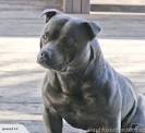 Dyna Staffs - Staffordshire Bull Terrier - Staffordshire ...