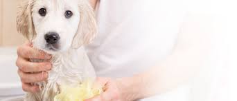 Maybe you would like to learn more about one of these? What Is Pet Sitting The Petsitter Com Blog