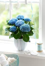 Hydrangea Everlasting Revolution Plants Nouveau Size 12 24 Tall By 12 24 Wide Bloom On Old New Wood In 2020 Plants Indoor Flowering Plants Hydrangea