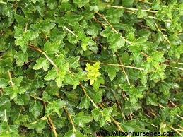 Maybe you would like to learn more about one of these? Ribes Alpinum Green Mound