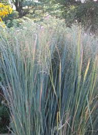 Image result for Panicum nervatum