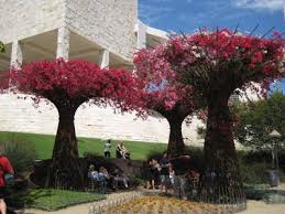 J Paul Getty Museum Bougainvillea And More J Paul Getty Center And Museum Summer Los Angeles Landscape Garden Landscaping J Paul Getty