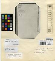 Image result for Oliverella hildebrandtii