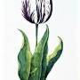 Tulip mania from en.wikipedia.org