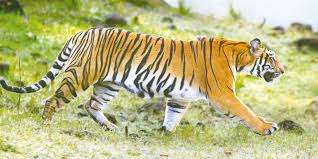 Tigers live far apart from each other. Tiger Spotted By Drone May Not Be Kerala Man S Killer Say Wildlife Activists Amid Capture Bid The New Indian Express