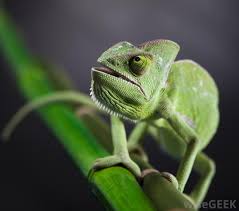 A Chameleon Is A Type Of Color Changing Lizard With Independently Movable Eyes And A Long Tongue Though Many P Reptiles Pet Baby Chameleon Types Of Chameleons