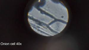 We did not find results for: Under The Micrsocope Onion Cell 100x 400x Youtube