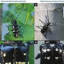 If acceptable risks were estimated using these extreme exposures, the assessment process might. Pdf Managing Invasive Populations Of Asian Longhorned Beetle And Citrus Longhorned Beetle A Worldwide Perspective