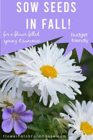 Sow Your Seeds In Fall For A Beautiful Garden In 2020 Spilled Flower Garden Fall Plants Planting Flowers From Seeds