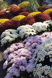 Farbenfrohe Chrysanthemen Sorgen Im Herbst Fur Wunderschone Akzente Chrysantheme Herbst Terrasse Pflanzen Chrysantheme Zierpflanzen