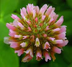 Image result for Trifolium squarrosum