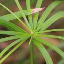 Image result for Cyperus rigidifolius